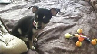 Amari & Harrison-Tape6