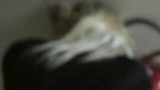 CZECH STREETS 49 (2011)